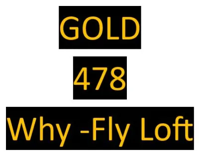 478 Gold - Bred by Why-Fly Loft