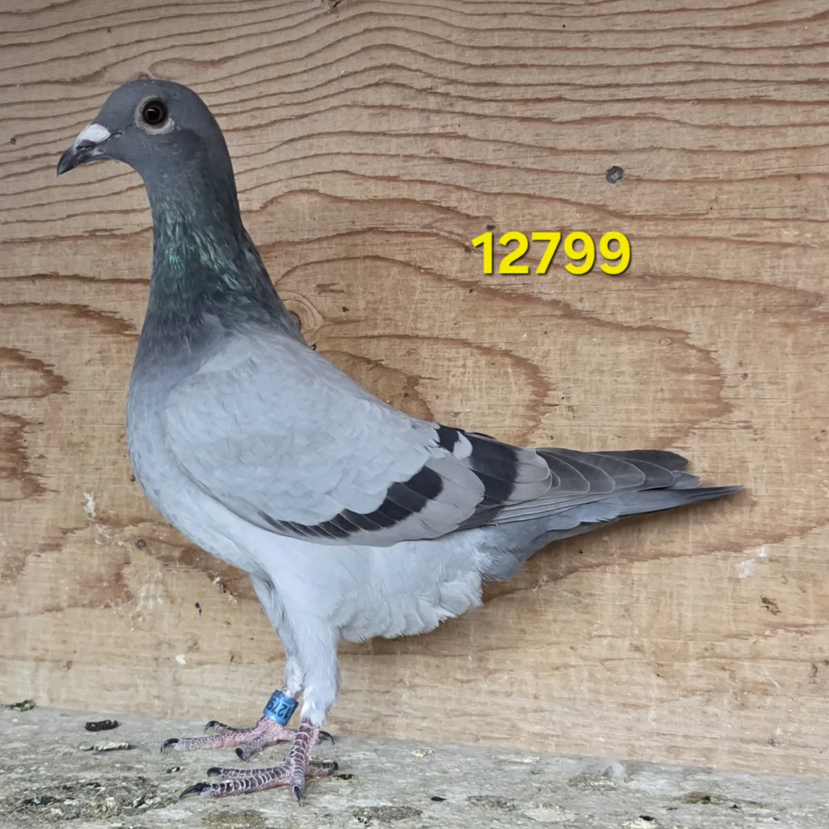 Lot 3 : 26 CU 12799 BB Hen