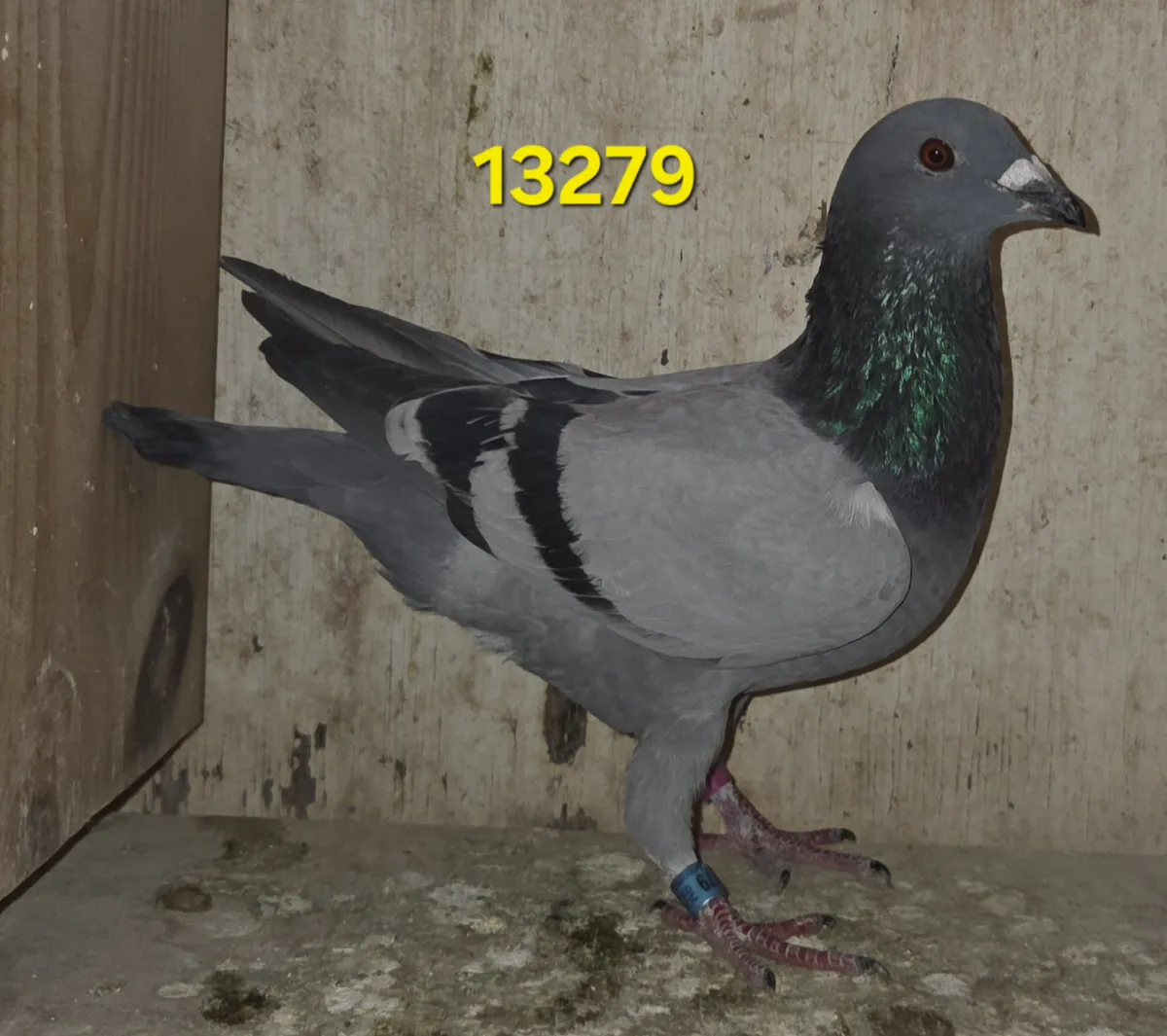 Lot 4 : 26 CU 13279 BB Cock