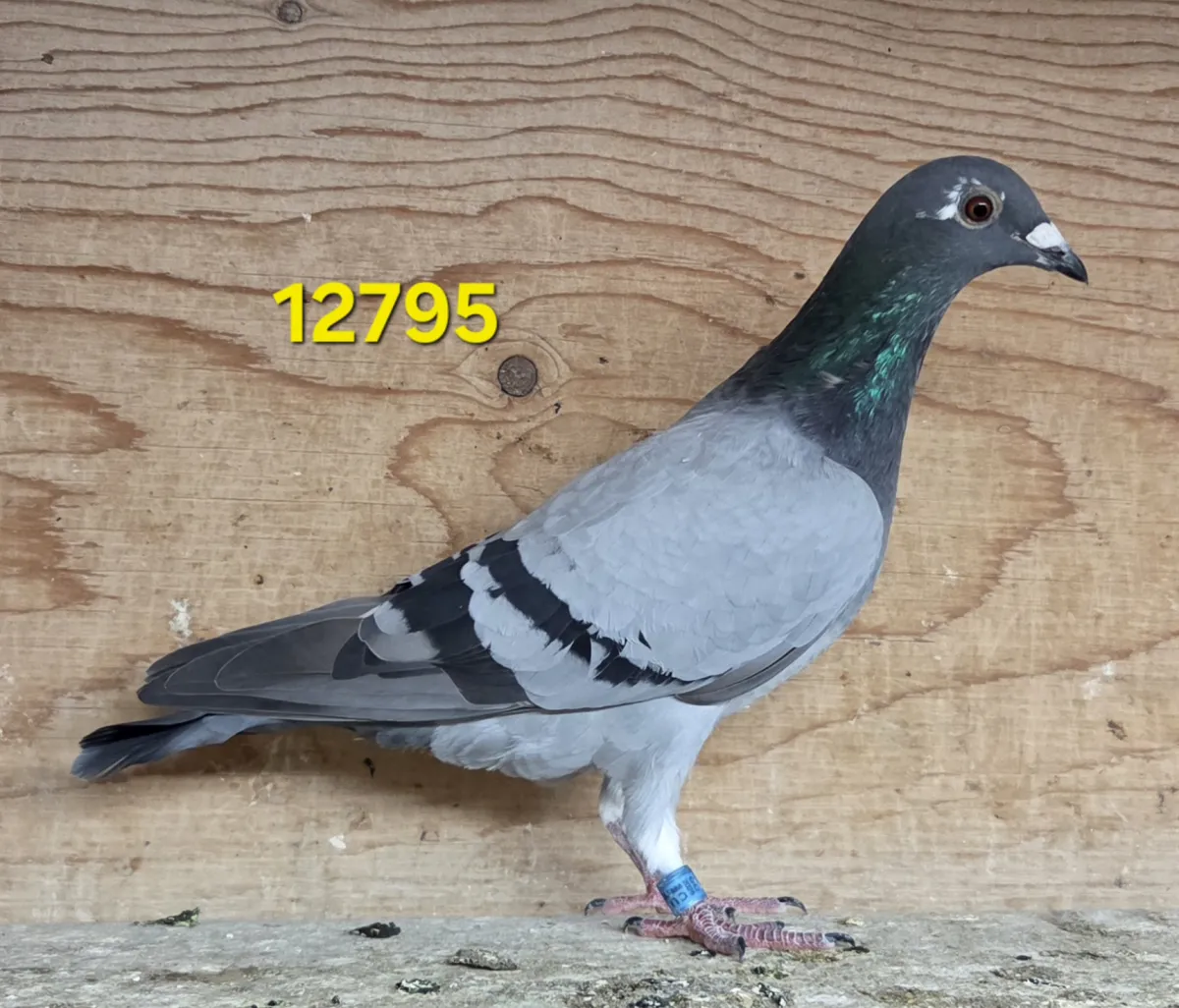 Lot: 26 CU 12795 BB Hen