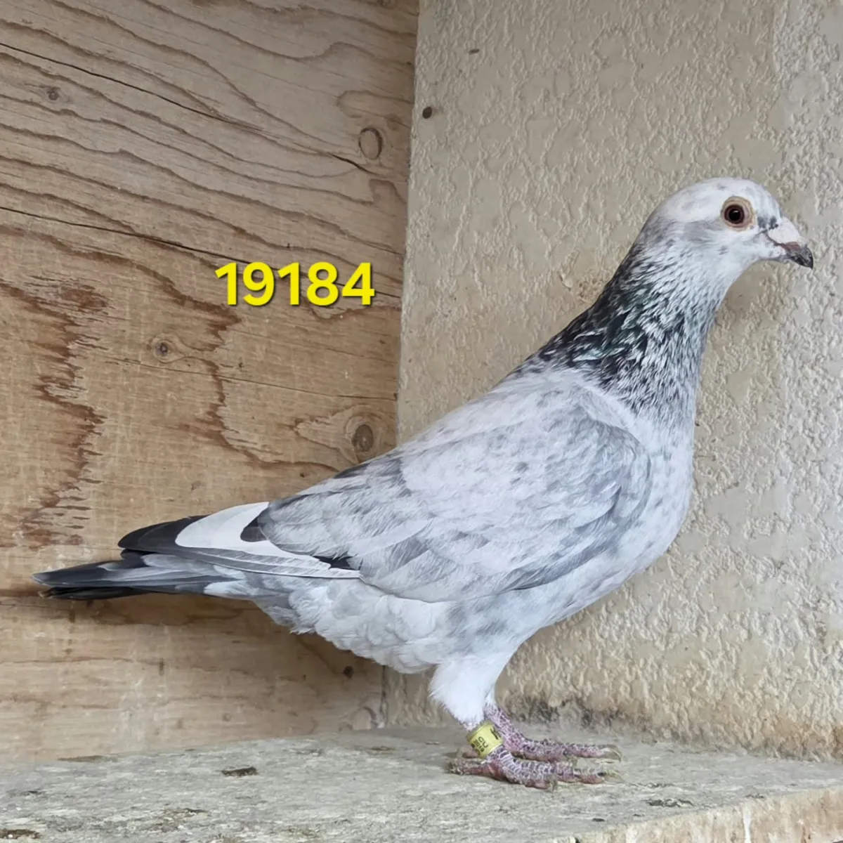 Lot 8 : 19 CU 19184 Grizzle Hen