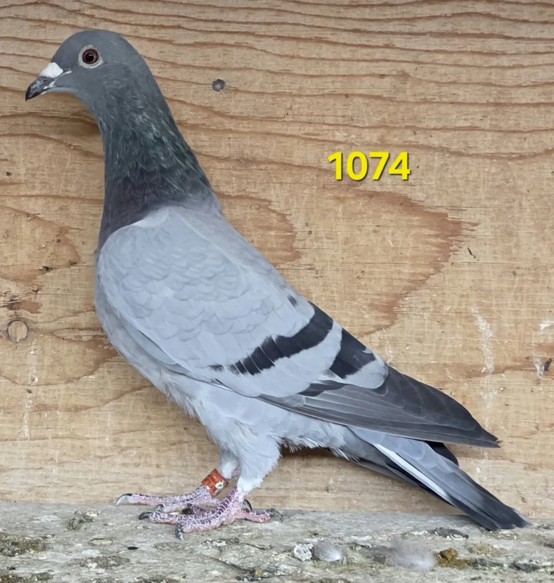 Lot 9 :  22 FLAM 1074 BB Hen