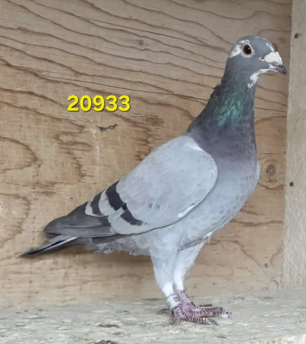 Lot 11 : 20 CU 20933 BBPD Hen