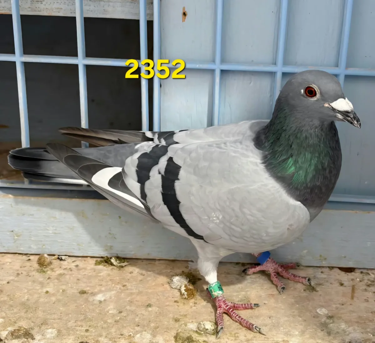 Lot 12 : 23 PAL 2352 BBWF Hen
