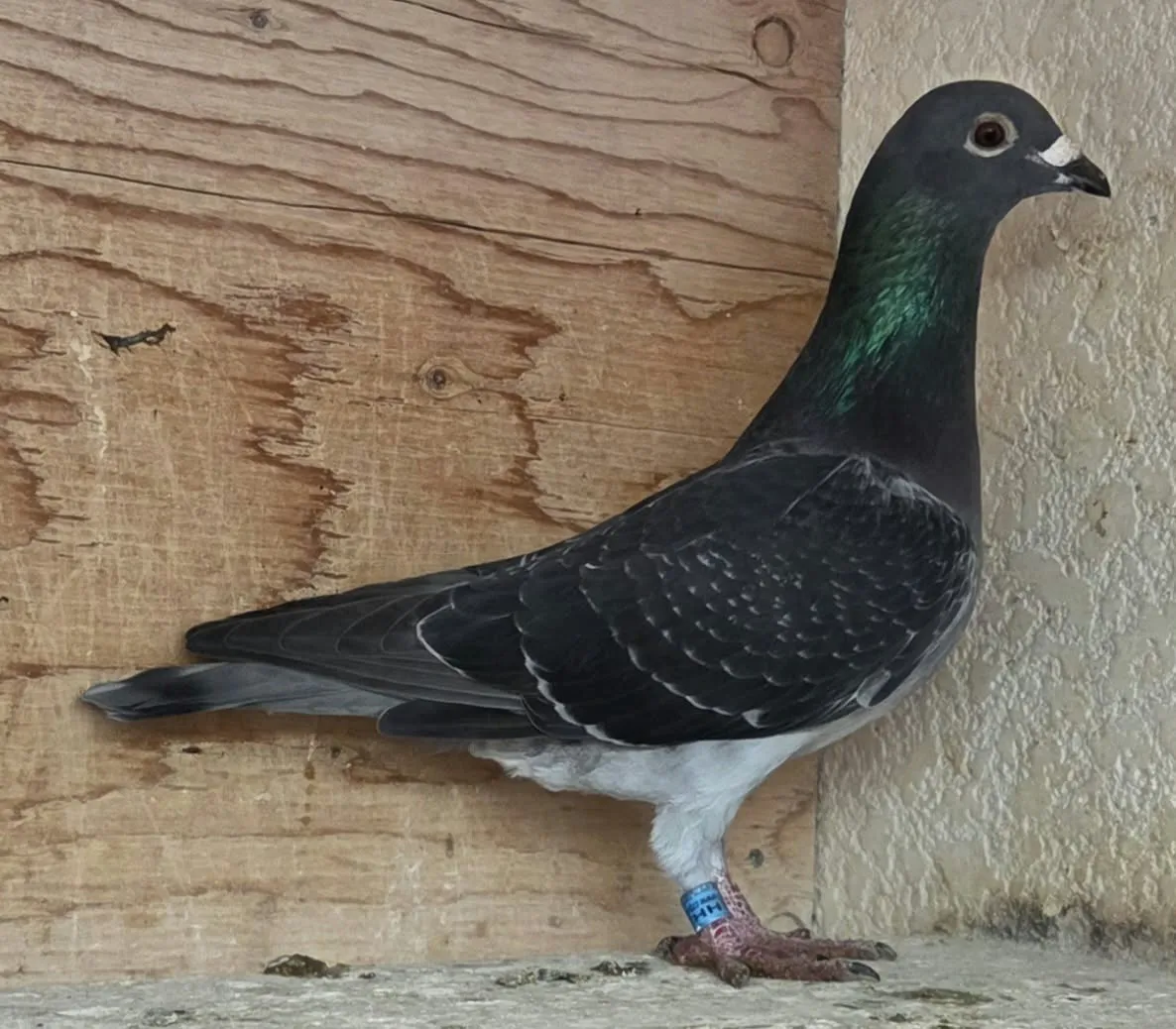 Lot 13 : 26 HHL 239 DC Cock
